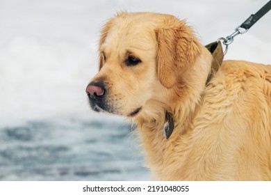 A Golden Retriever Dog On A Leash In Winter Close-up