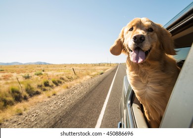 Golden Retriever Dog on a road trip - Shutterstock ID 450886696