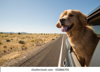 Golden Retriever Hund auf der Straße