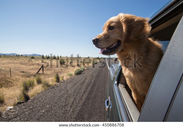 Golden Retriever Dog on a\
road trip