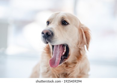 犬 驚く の画像 写真素材 ベクター画像 Shutterstock