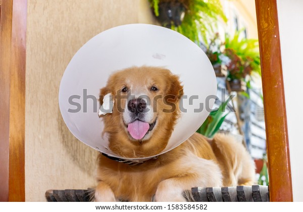 Golden Retriever Dog Operated On Ear Stock Photo Edit Now 1583584582