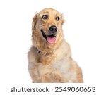 Golden retriever dog panting with tongue out and looking curious on white background