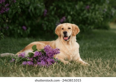 Golden Retriever dog in the park with lilac flowers. walk in flowering gardens - Powered by Shutterstock