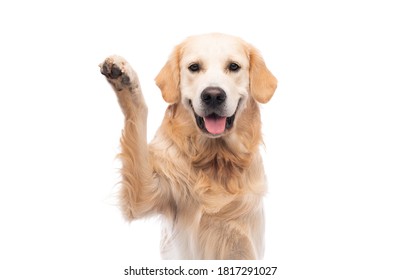 Golden retriever dog with paw up isolated on a white background - Shutterstock ID 1817291027