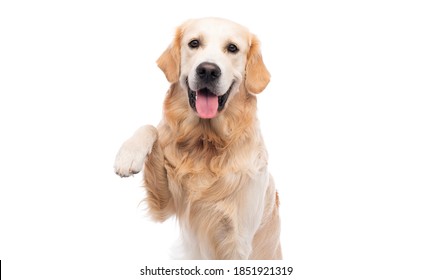 Golden retriever dog with paw up isolated on a white background - Shutterstock ID 1851921319