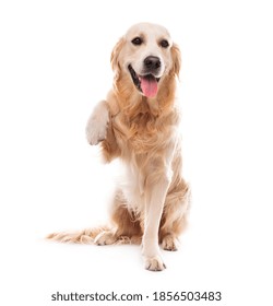 Golden Retriever Dog With Paw Up Isolated On A White Background