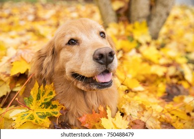 Golden Retriever Dog In A Pile Of Yellow Fall Leaves