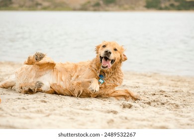 Golden Retriever dog playing at beach getting dirty and sandy - Powered by Shutterstock