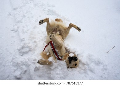 Golden Retriever Dog Playing On The Snow