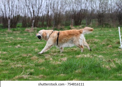 Golden Retriever Dog Playing Outside Dummy Stock Photo 754816111 ...