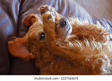 Golden retriever dog playing peek-a-boo