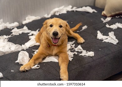 Golden Retriever Dog Playing With Toilet Paper On Messy Sofa