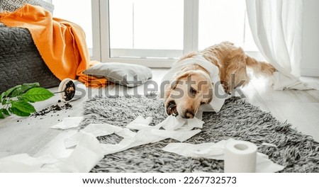 Golden retriever dog playing with toilet paper in living room and broke plant. Purebred doggy pet making mess with tissue paper and home flower