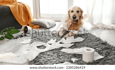 Golden retriever dog playing with toilet paper in living room. Purebred doggy pet making mess with tissue paper and home plant