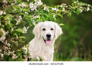 16,732 Dog with flowers on head Stock Photos, Images & Photography ...