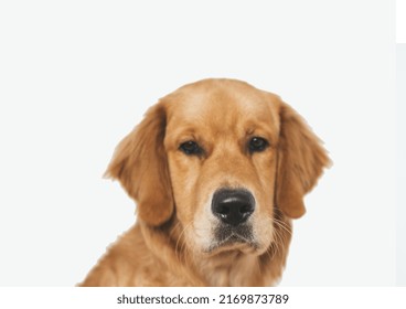 Golden Retriever Dog Portrait fierce look elegant