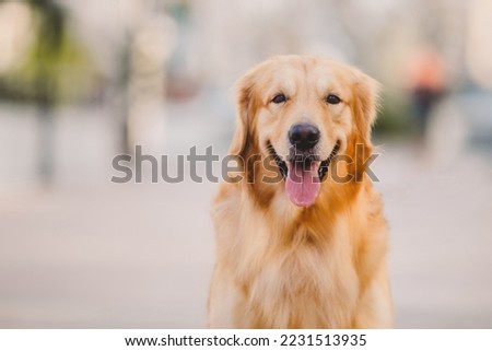 Golden retriever dog portrait on blur background 