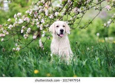 Golden Retriever Dog Posing Outdoors In Spring