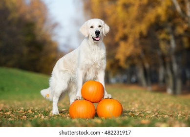golden retriever dog posing with pumpkins