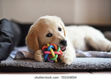 Golden retriever dog puppy playing with toy while lying on den - Shutterstock ID 701554054