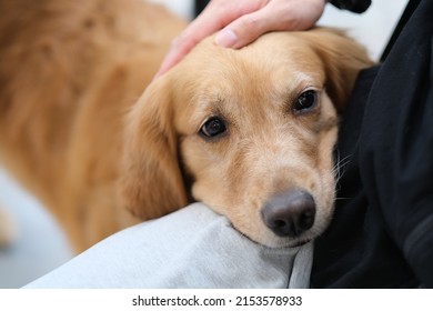 Golden Retriever Dog Putting Head On Owner's Lap. Owner's Hand Stroking Pet Puppy