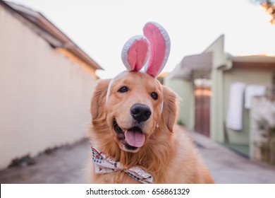 Golden Retriever dog as a rabbit