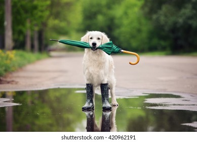 golden retriever dog in rain boots holding an umbrella