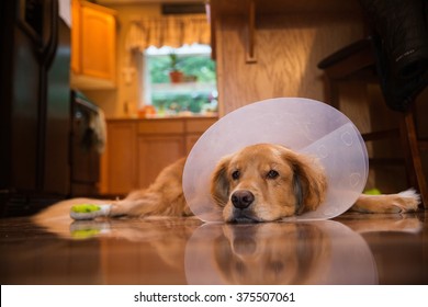 Golden Retriever Dog Recovering From Foot Surgery While Wearing An Elizabethan Collar In The Shape Of A Cone For Protection