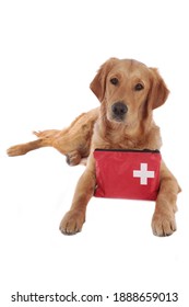 Golden Retriever Dog With Red Emergency Kit  Looking At Camera Lying On White Background