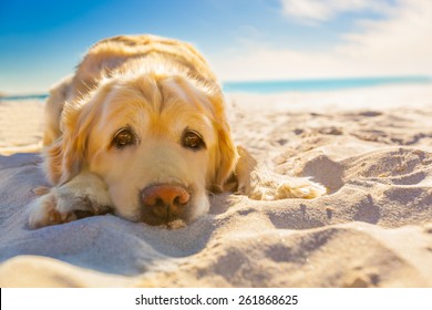 golden retriever dog relaxing, resting,or sleeping at the beach, under the bright sun - Powered by Shutterstock