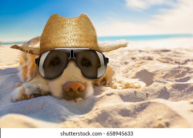 golden retriever dog relaxing, resting,or sleeping at the beach, for retirement or retired