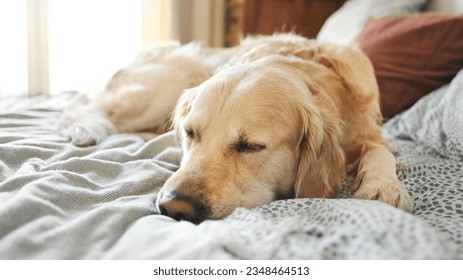 Golden retriever dog resting lying in bed and close its eyes. Purebred pet doggy labrador napping sleeping at home - Powered by Shutterstock