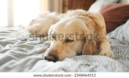 Golden retriever dog resting lying in bed and close its eyes. Purebred pet doggy labrador napping sleeping at home