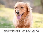 Golden Retriever dog rolling around on the ground, playing