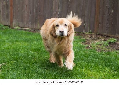 Golden Retriever Dog Running In Grass With His Tail Wagging