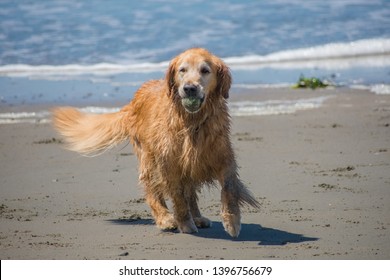 Golden Retriever dog running on a sandy beach with a ball in his mouth. - Powered by Shutterstock