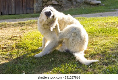 Golden Retriever Dog Scratching