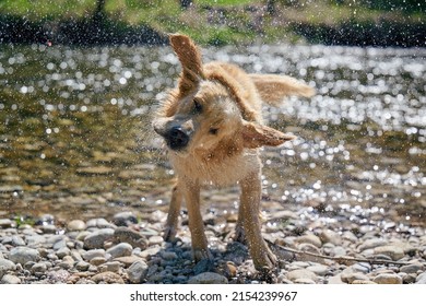 Golden Retriever Dog Shaking Off Water In Lawn