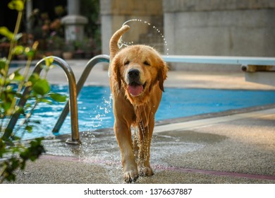 Golden Retriever (Dog) Shaking Water by Swimming Pool