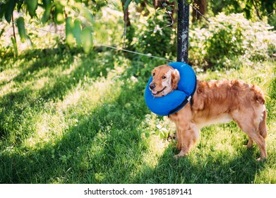 Golden Retriever dog with shaved face wearing a blue inflatable cone collar standing in tall grass