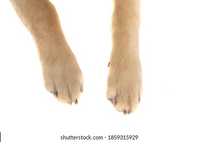 golden retriever dog showing his two legs at the camera in close up view against white studio background - Shutterstock ID 1859315929
