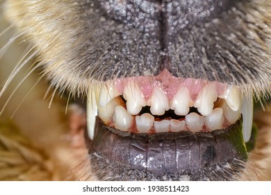 Golden Retriever Dog Shows Teeth Smile