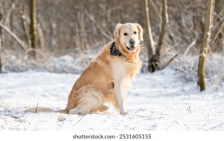 Golden Retriever Dog Sits Against Backdrop Of Winter Forest - Powered by Shutterstock