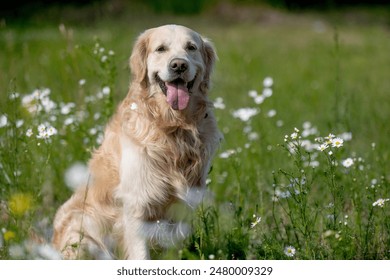 Golden Retriever Dog Sits Cheerfully In A Meadow Full Of Daisies - Powered by Shutterstock