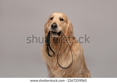 Golden Retriever dog sits and holds a leash in his teeth looking at the camera against a white background
