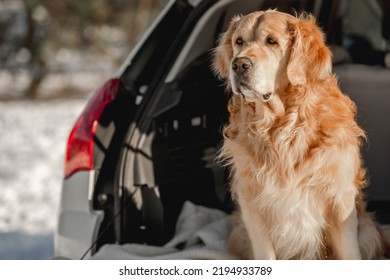 Golden Retriever Dog Sitting In Car Trunk In Winter Snow Time Outdoors And Looking Back. Purebred Pet Doggy In Vehicle In Cold Weather