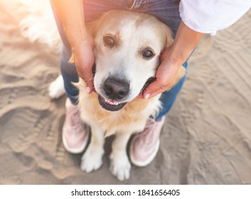 犬 足 の写真素材 画像 写真 Shutterstock