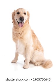 Golden Retriever Dog Sitting Looking Forward On White Background