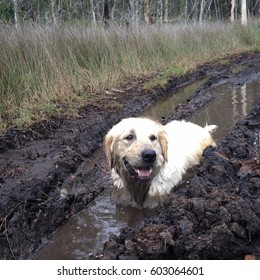 Golden Retriever Dog Sitting In Mud